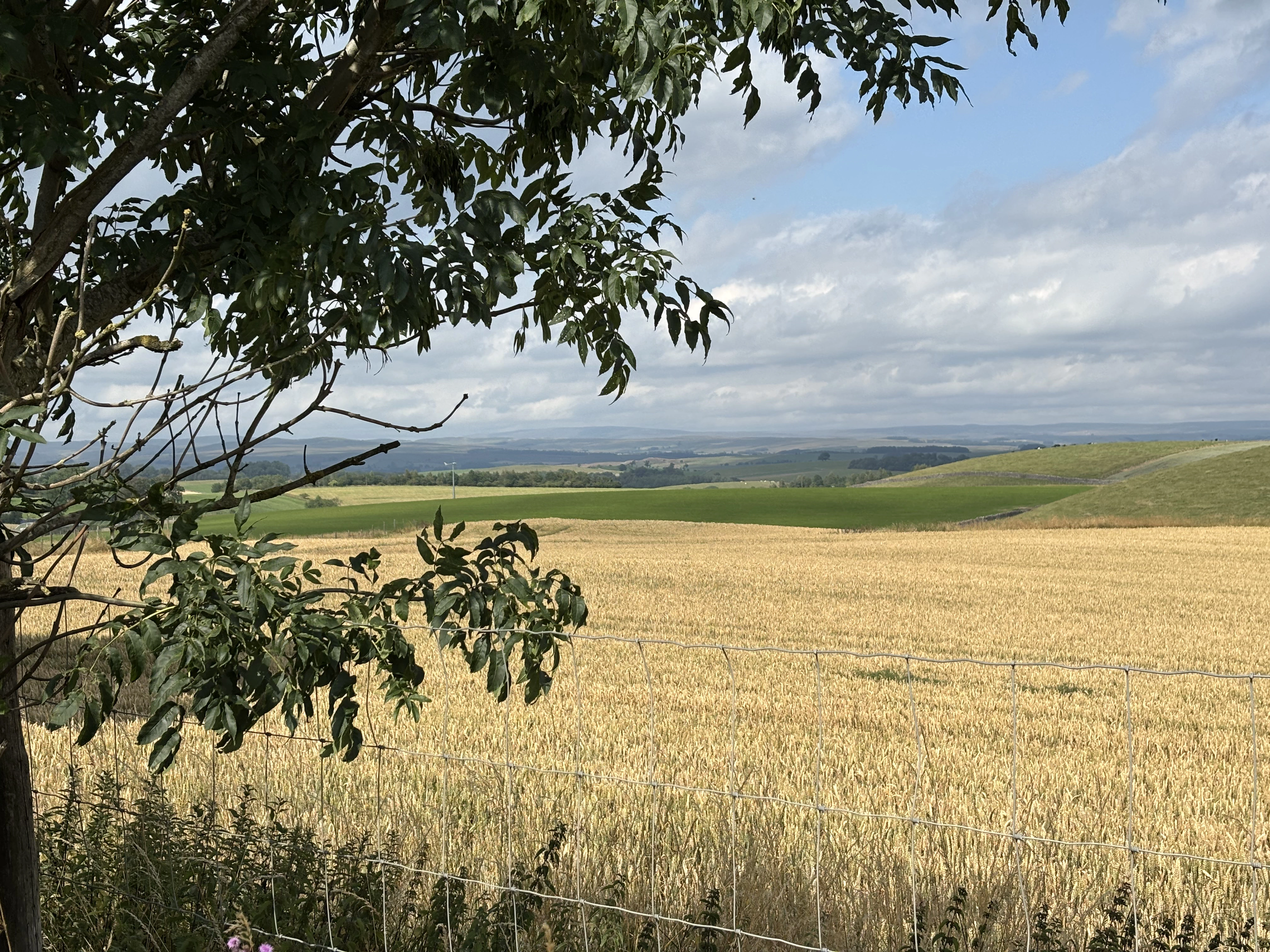 Golden summer fields in the western Yorkshire Dales